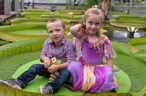 Blue Lotus Water Garden - Attractions Sydney 2