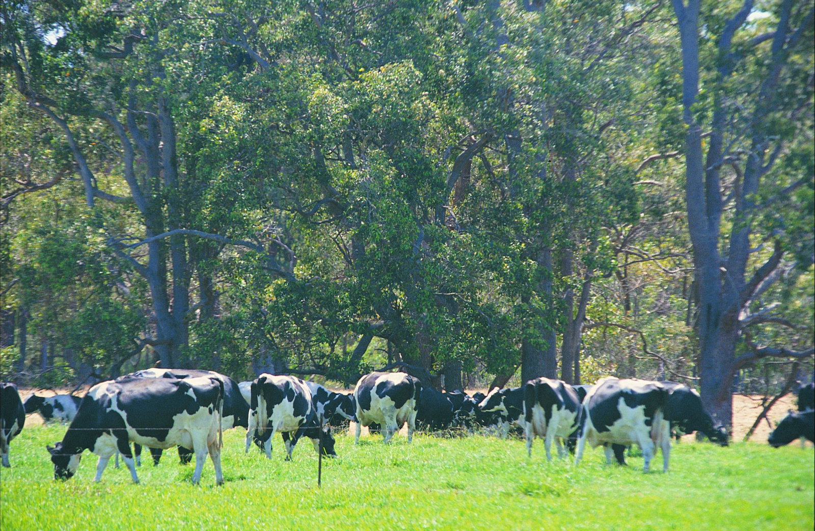 Stratham WA Attractions Sydney