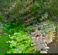 Brindle Creek Picnic Area - Attractions Sydney