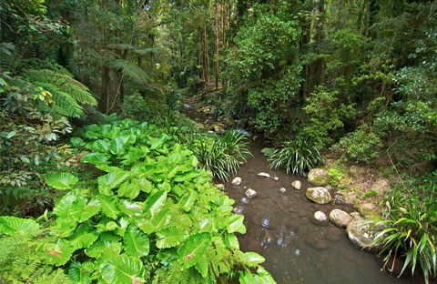 Brindle Creek Picnic Area - Attractions Sydney 0