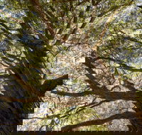 Byarong Park Picnic Area - Attractions Sydney