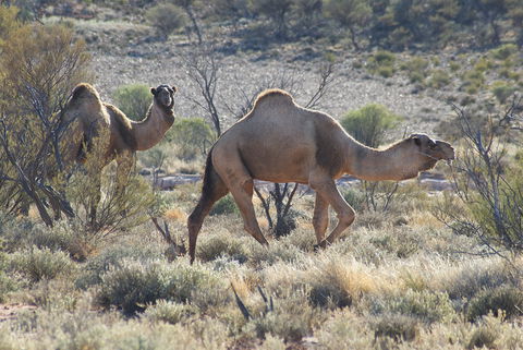 Canning Stock Route - Attractions Sydney 0