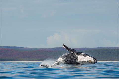 Fraser Coast Region - Attractions Sydney 1