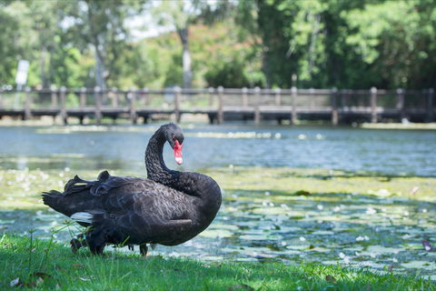 Gold Coast Regional Botanic Gardens - Attractions Sydney 1