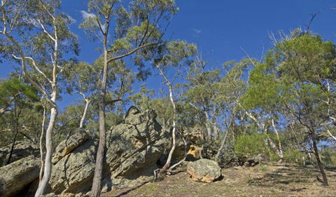 Green Track - Attractions Sydney 0