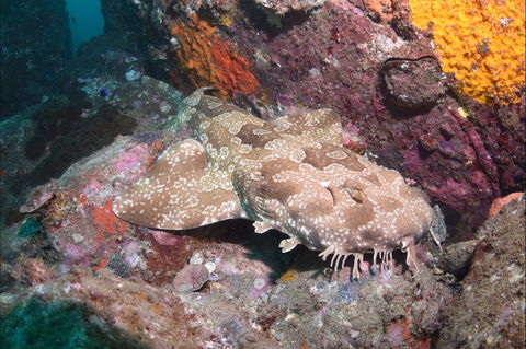 Hanging Rock Dive Site - Attractions Sydney 1