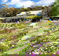 Kate's Berry Farm