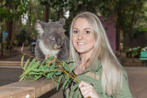 Koala Park Sanctuary - Attractions Sydney 0