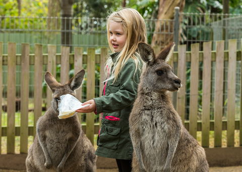 Koala Park Sanctuary - Attractions Sydney 1