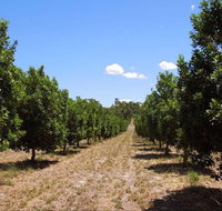 MacNuts WA Shop and Factory - Attractions Sydney