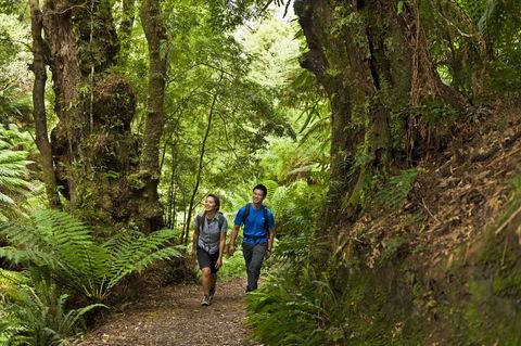 Melba Gully - Attractions Sydney 0
