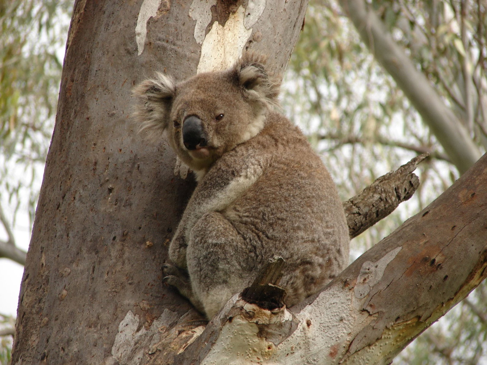 Narrandera NSW Attractions Sydney