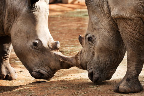National Zoo & Aquarium - Attractions Sydney 0