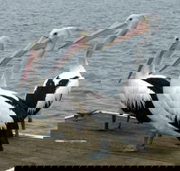 Pelican Feeding - Attractions Sydney