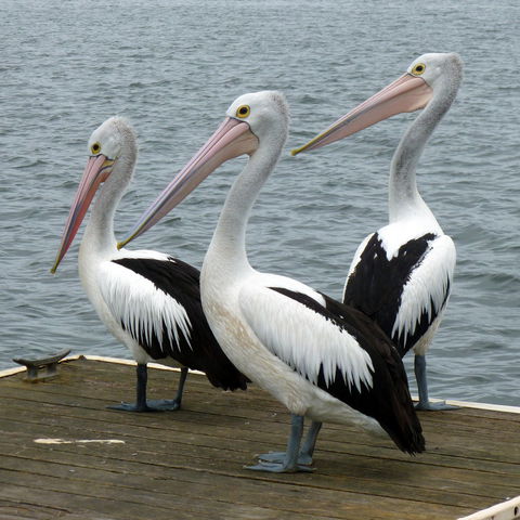 Pelican Feeding - Attractions Sydney 0