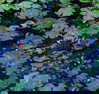 Pine Creek Water Gardens - Attractions Sydney