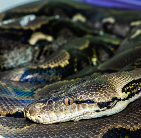 Serpentarium Wildlife Park Tasmania - Attractions Sydney 1