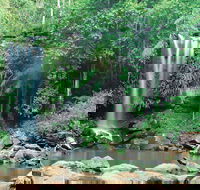 Tamborine National Park - Attractions Sydney