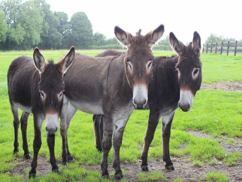The Good Samaritan Donkey Sanctuary - Attractions Sydney 0