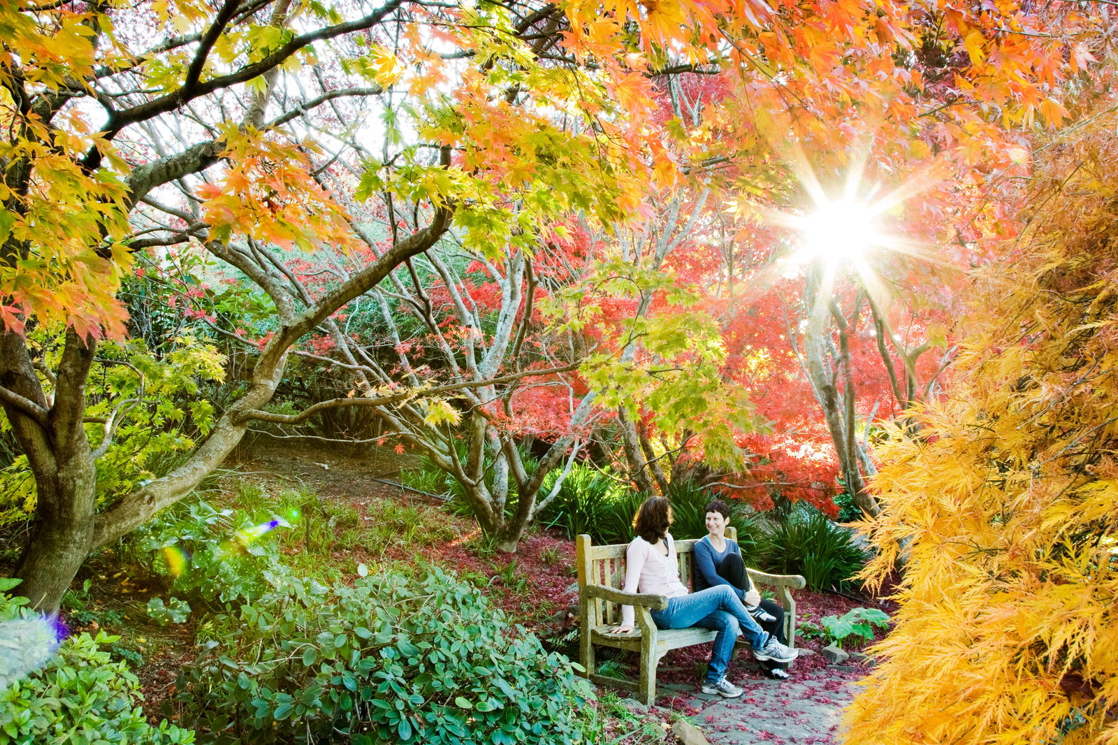 Blue Mountains NSW Attractions Sydney