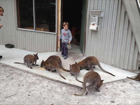 The Patriarch Wildlife Sanctuary - Attractions Sydney 0