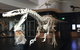 UNE Natural History Museum - thumb 0