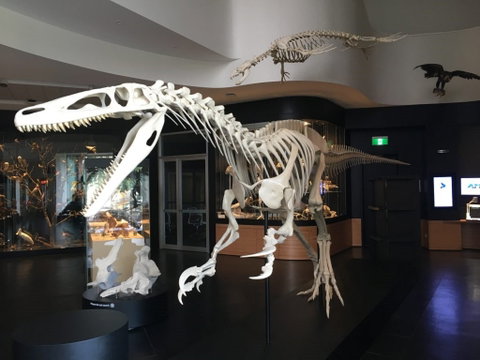 UNE Natural History Museum - Attractions Sydney 0
