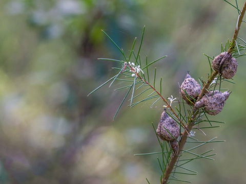Wallumatta Loop Trail - Attractions Sydney 0