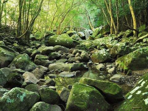 Wodi Wodi Walking Track - Attractions Sydney 0