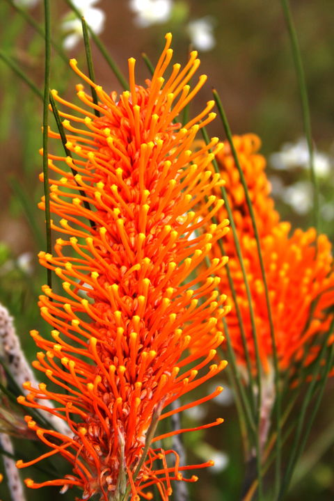 Wongan Hills Wildflowers - Attractions Sydney 0