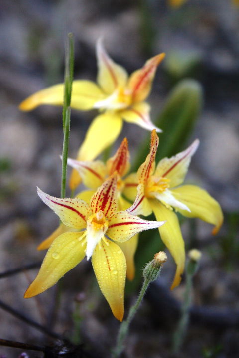 Wongan Hills Wildflowers - Attractions Sydney 2