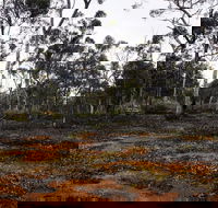 Woylie Walk Dryandra Woodland - Attractions Sydney