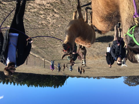 Alpaca Magic Stud - Attractions Sydney 1