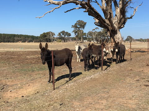Alpaca Magic Stud - Attractions Sydney 2