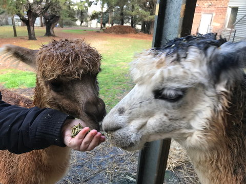 Alpaca Farm Experience At Crookwell - Attractions Sydney 0