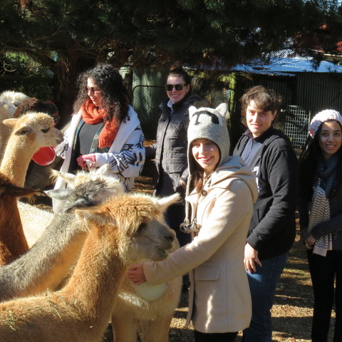 Alpaca Farm Experience At Crookwell - Attractions Sydney 2