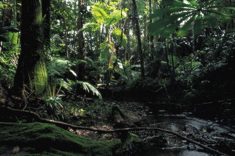 Cape Tribulation, Daintree National Park - Attractions Sydney 2