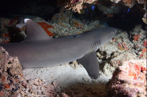 Coral Gardens - Attractions Sydney 0