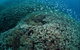Coral Gardens - thumb 1
