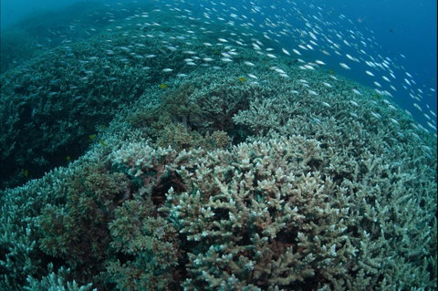 Coral Gardens - Attractions Sydney 1