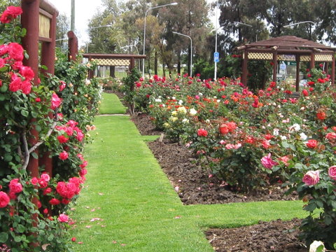 Cowra Rose Garden - Attractions Sydney 0