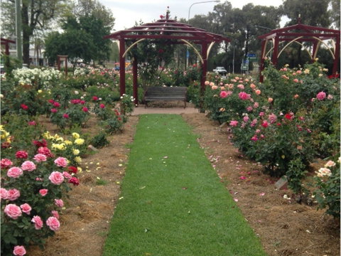 Cowra Rose Garden - Attractions Sydney 1