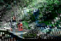 Curtis Falls track Tamborine National Park