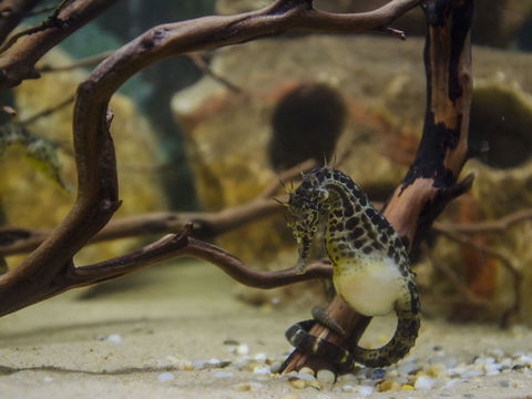 Irukandji Shark And Ray Encounters - Attractions Sydney 2