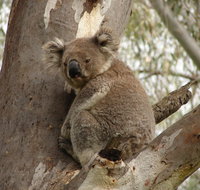 Koala Spotting Narrandera - Attractions Sydney
