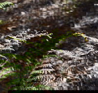 Langwarrin Flora and Fauna Reserve Walking Trails - Attractions Sydney