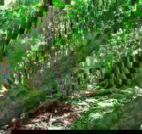 Mary Cairncross Scenic Reserve - Attractions Sydney