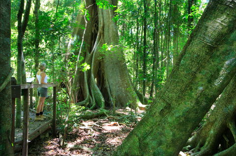 Mary Cairncross Scenic Reserve - Attractions Sydney 0
