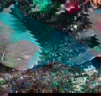 Middle Reef Dive Site - Attractions Sydney