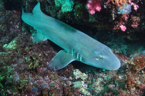 Middle Reef Dive Site - Attractions Sydney 0